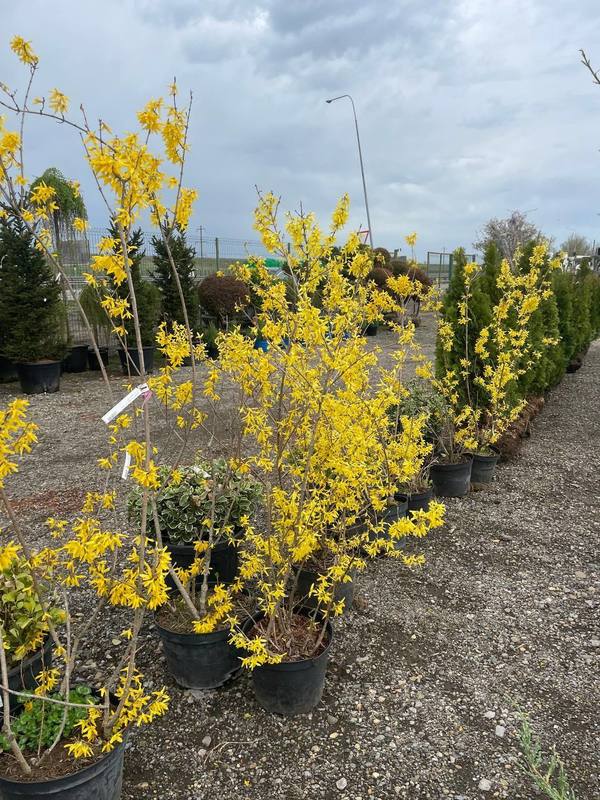 Форзиция промежуточная Спектабилис (Spectabilis)