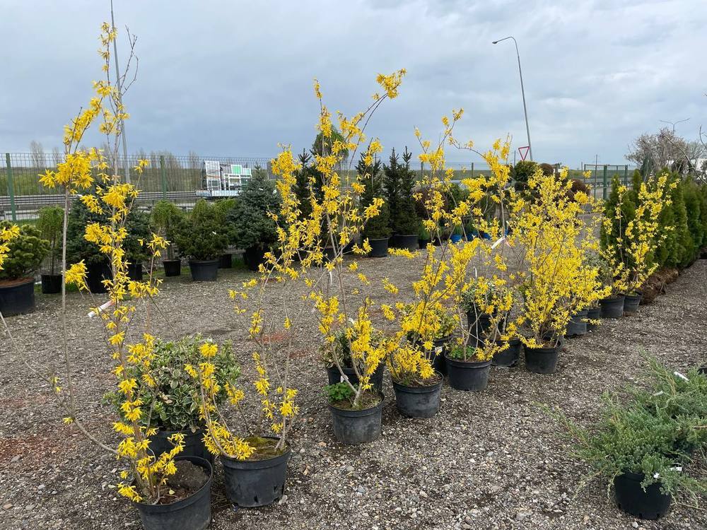 Форзиция промежуточная Спектабилис (Spectabilis)