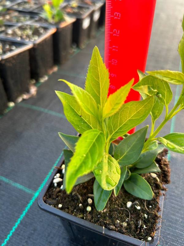 Форзиция промежуточная Спектабилис (Spectabilis)