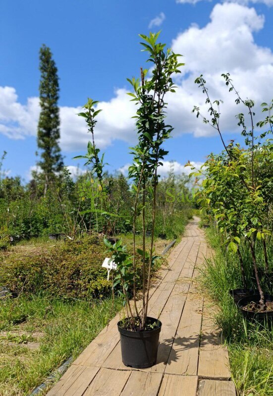 Форзиция промежуточная Спектабилис (Spectabilis)