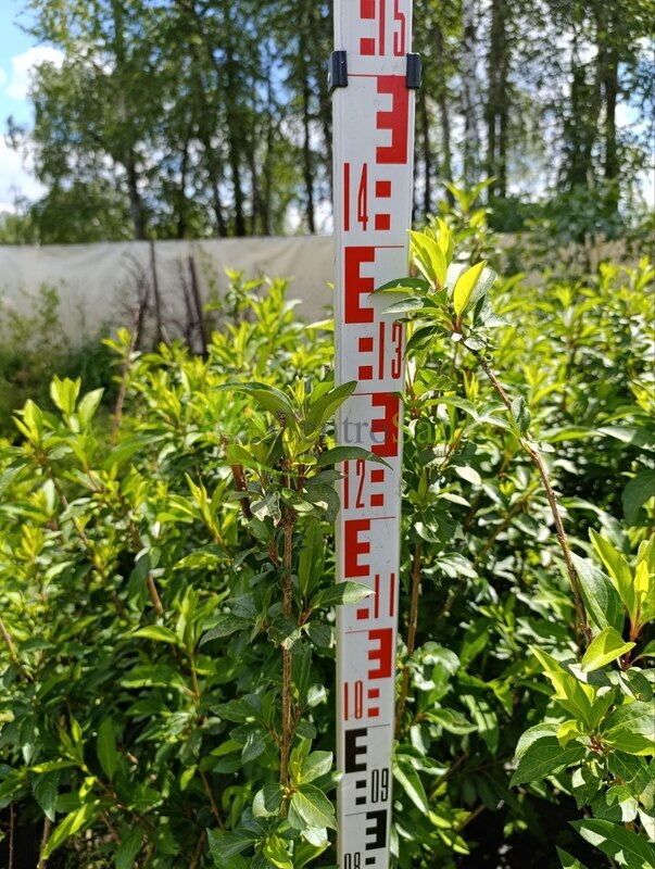 Форзиция промежуточная Спектабилис (Spectabilis)