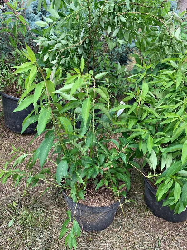 Форзиция промежуточная Спектабилис (Spectabilis)