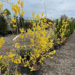 Форзиция промежуточная Спектабилис (Spectabilis)