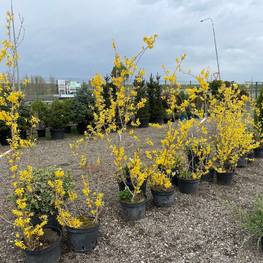 Форзиция промежуточная Спектабилис (Spectabilis)