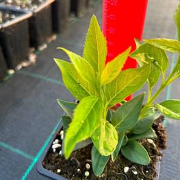 Форзиция промежуточная Спектабилис (Spectabilis)