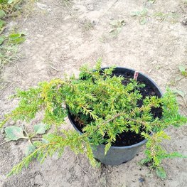 Можжевельник обыкновенный Грин Карпет (Green Carpet)