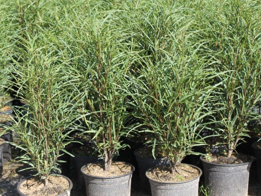 Крушина ломкая Файн Лайн (Fine Line)