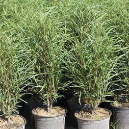 Крушина ломкая Файн Лайн (Fine Line)