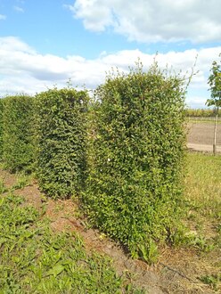 Блок живой изгороди Вяз мелколистный