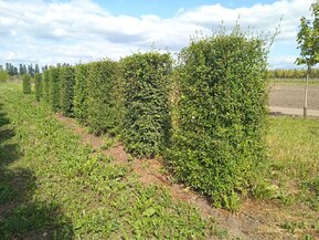 Блок живой изгороди Вяз мелколистный