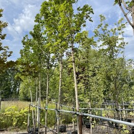 Клен остролистный Фарлейкс Грин (Farleaks Green)