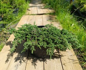 Можжевельник обыкновенный Репанда (Repanda)