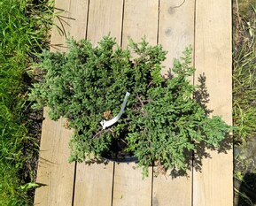 Можжевельник обыкновенный Репанда (Repanda)