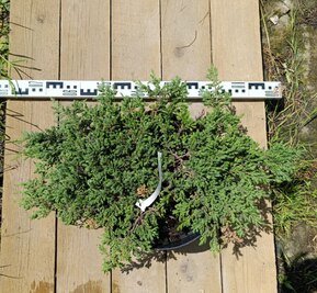 Можжевельник обыкновенный Репанда (Repanda)