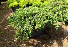 Можжевельник обыкновенный Репанда (Repanda)