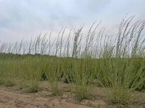 Ива Ледебура