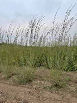 Ива Ледебура