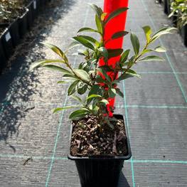 Ива тонкостолбиковая Маунт Асо ( Mount Aso)