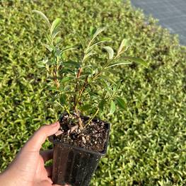 Ива тонкостолбиковая Маунт Асо ( Mount Aso)