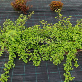 Пузыреплодник головчатый Тильден Парк (Tilden Park)