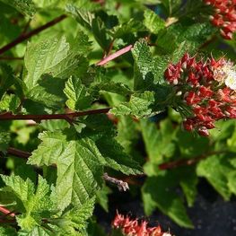 Пузыреплодник головчатый Тильден Парк (Tilden Park)