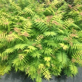 Рябинник рябинолистный Матча Болл (Matcha Ball)