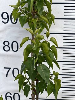 Сирень обыкновенная "Радмила"