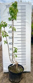 Сирень обыкновенная "Радмила"