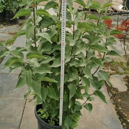 Сирень обыкновенная "Радмила"