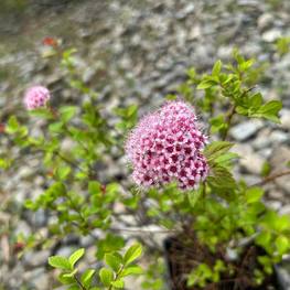 Спирея японская Спарклинг Шампань (Sparking Champagne)