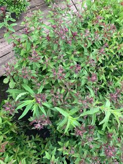 Спирея японская Суперстар (Superstar)