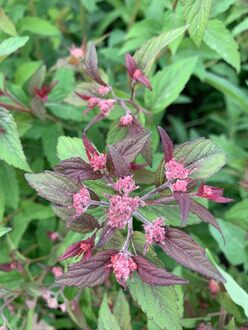 Спирея японская Суперстар (Superstar)