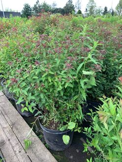 Спирея японская Суперстар (Superstar)