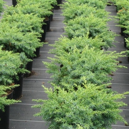 Можжевельник прибрежный Шлягер (Schlager)