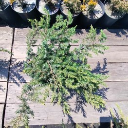 Можжевельник прибрежный Шлягер (Schlager)