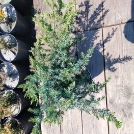 Можжевельник прибрежный Шлягер (Schlager)