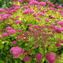Спирея японская Спирея японика (Spiraea japonica)