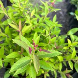 Спирея японская Спирея японика (Spiraea japonica)