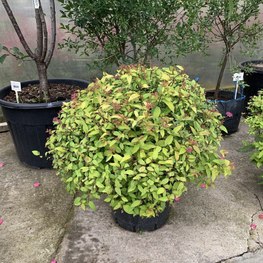 Спирея японская Спирея японика (Spiraea japonica)