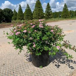 Спирея японская Спирея японика (Spiraea japonica)