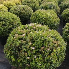 Спирея японская Спирея японика (Spiraea japonica)