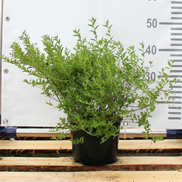 Спирея японская Спирея японика (Spiraea japonica)