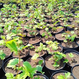 Калина обыкновенная Розеум (Roseum)