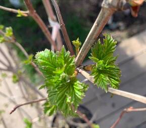 Калина обыкновенная Розеум (Roseum)