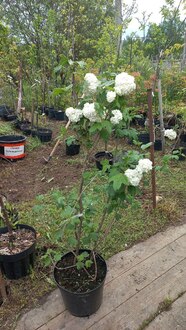 Калина обыкновенная Розеум (Roseum)