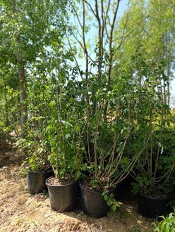 Калина обыкновенная Розеум (Roseum)