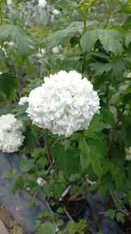 Калина обыкновенная Розеум (Roseum)