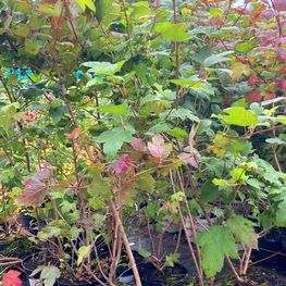 Калина обыкновенная Розеум (Roseum)