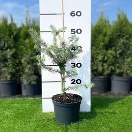 Ель колючая Блю Маджестик (Blue Majestic)