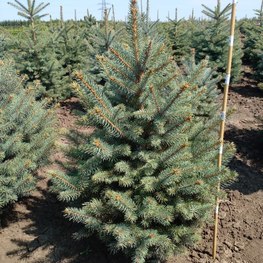 Ель колючая Блю Маджестик (Blue Majestic)